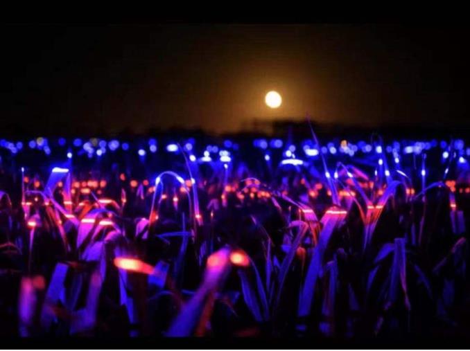 荷蘭新銳藝術(shù)家打造新景觀，讓燈光照在兩萬平方米農(nóng)田上