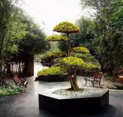 景觀造型樹，憑啥那么貴？