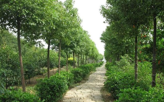 立秋后，湖北園林綠化苗木養(yǎng)護(hù)注意事項(xiàng)有哪些？