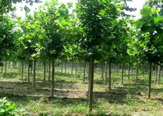 園林綠化中幾種常見速生樹種，發(fā)展趨勢怎么樣？